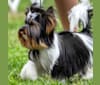 Elvis, a Biewer Terrier tested with EmbarkVet.com