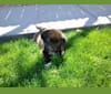 Jensen, a Poodle (Standard) and Labrador Retriever mix tested with EmbarkVet.com