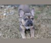 Chop, a French Bulldog tested with EmbarkVet.com