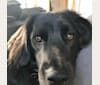 Milo, a Beagle and Labrador Retriever mix tested with EmbarkVet.com
