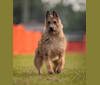 Annie or Red Girl, a Belgian Shepherd tested with EmbarkVet.com