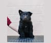 Rondamálësatar Sanwëc'han, a German Shepherd Dog tested with EmbarkVet.com