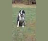 Buck, a Labrador Retriever and Border Collie mix tested with EmbarkVet.com