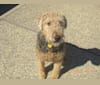 Duke, an Airedale Terrier tested with EmbarkVet.com