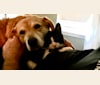 Aimee, a Labrador Retriever and Chow Chow mix tested with EmbarkVet.com