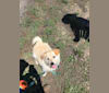 Arnie, a Pomeranian and Shih Tzu mix tested with EmbarkVet.com