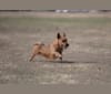 Photo of Dunham Lake The Heat is On "Wasabi", an Australian Terrier  in Siren, WI, USA