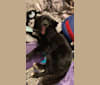 Photo of Ellie, a Pomeranian, Poodle (Small), Australian Shepherd, and Mixed mix in Edmonton, Kentucky, USA