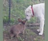 Ammy, a Maremma Sheepdog tested with EmbarkVet.com