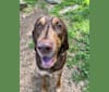 Photo of Hank, a Bloodhound and Labrador Retriever mix in Arkansas, USA