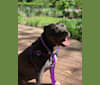 Monroe, an American Pit Bull Terrier and American Staffordshire Terrier mix tested with EmbarkVet.com