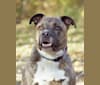 Cooper, a Staffordshire Terrier and Chesapeake Bay Retriever mix tested with EmbarkVet.com