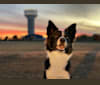 Shine On’s A Great Deal of Bravery “Neville”, a Border Collie tested with EmbarkVet.com