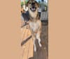 Gregory, a Labrador Retriever and Tibetan Mastiff mix tested with EmbarkVet.com