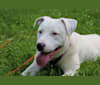 Winnie, an American Pit Bull Terrier and American Staffordshire Terrier mix tested with EmbarkVet.com