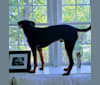 Ollie, a Treeing Walker Coonhound and Mountain Cur mix tested with EmbarkVet.com