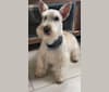 Photo of King, a Scottish Terrier  in Idaho Falls, ID, USA