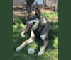 Motley, a German Shepherd Dog and Australian Shepherd mix tested with EmbarkVet.com