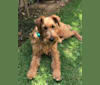 Limerick, an Irish Terrier tested with EmbarkVet.com