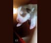 Koda, a Siberian Husky and American Pit Bull Terrier mix tested with EmbarkVet.com