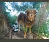 Callisto, an Australian Shepherd tested with EmbarkVet.com
