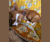 Cheebz, a Chihuahua and Pomeranian mix tested with EmbarkVet.com