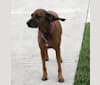 Laura, a Redbone Coonhound tested with EmbarkVet.com