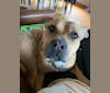 Kendrick, an American Pit Bull Terrier and American Staffordshire Terrier mix tested with EmbarkVet.com