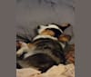 Sterling, a Cardigan Welsh Corgi tested with EmbarkVet.com