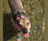 Callie, a Labrador Retriever and Chow Chow mix tested with EmbarkVet.com