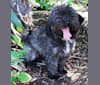 Photo of Murphy, a Poodle (Small), Cocker Spaniel, and Miniature Schnauzer mix in Mexico
