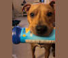 Rusty, an American Pit Bull Terrier tested with EmbarkVet.com