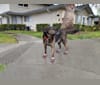 Amo, a Labrador Retriever and Australian Cattle Dog mix tested with EmbarkVet.com