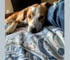 Langston Hughes, a Beagle and Australian Shepherd mix tested with EmbarkVet.com