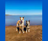 Simba, a Greyhound and Australian Cattle Dog mix tested with EmbarkVet.com