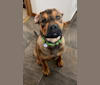 Lenny, a Rottweiler and American Pit Bull Terrier mix tested with EmbarkVet.com