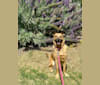 Luna, a Staffordshire Terrier and American Eskimo Dog mix tested with EmbarkVet.com
