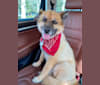 Otis, a Chow Chow and Rat Terrier mix tested with EmbarkVet.com