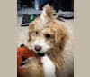Ramen, a Poodle (Small) and Soft Coated Wheaten Terrier mix tested with EmbarkVet.com