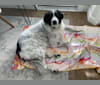 Ivan, a Great Pyrenees and Labrador Retriever mix tested with EmbarkVet.com