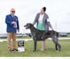Velvet, an Irish Wolfhound tested with EmbarkVet.com