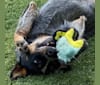 Banx, an Australian Cattle Dog tested with EmbarkVet.com