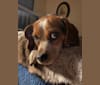 Lulu, a Beagle and Pekingese mix tested with EmbarkVet.com
