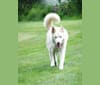 Nanuk, a Siberian Husky and German Shepherd Dog mix tested with EmbarkVet.com