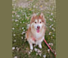 Summer, a Siberian Husky and Poodle (Small) mix tested with EmbarkVet.com