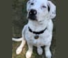 Photo of Chester, a Beagle, American Pit Bull Terrier, American Foxhound, and American Bulldog mix in Virginia, USA