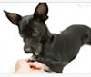Truffles, a Chihuahua and Rat Terrier mix tested with EmbarkVet.com