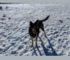 Leeloo, a German Shepherd Dog and Labrador Retriever mix tested with EmbarkVet.com