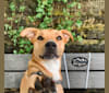 Photo of Molly, an American Pit Bull Terrier, American Staffordshire Terrier, and Mixed mix in Clayton, North Carolina, USA