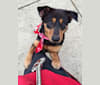 Sadie, a Chow Chow and American Eskimo Dog mix tested with EmbarkVet.com